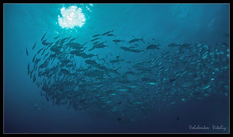 фото красоты подводного мира фото превью