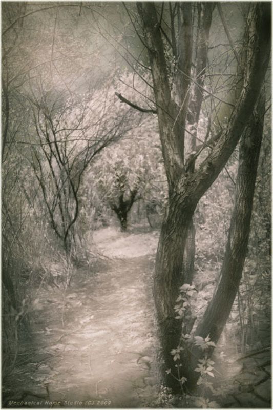 лес, тропы, ветви ... фото превью