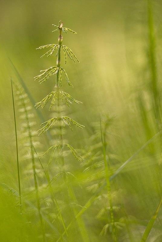 хвощ, зелень, Юлия