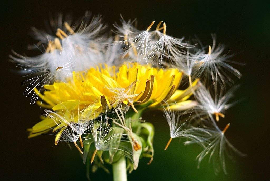 , Владислав.