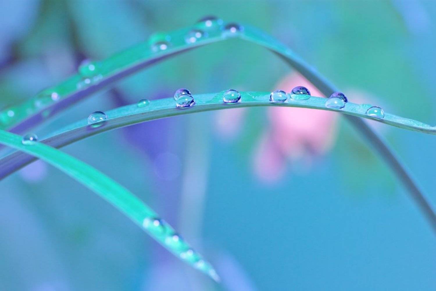 капельки, Александр Дубовицкий