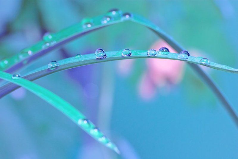 капельки Несколько капелек весеннего настроения. фото превью