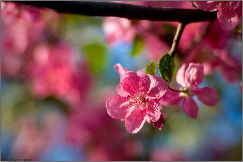 природа Яблоневый цвет фото превью