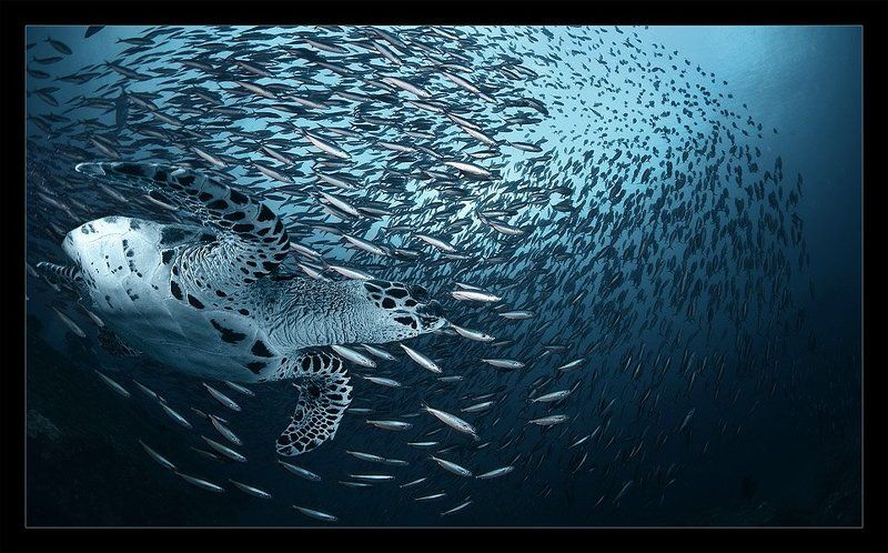 Виражи фото превью