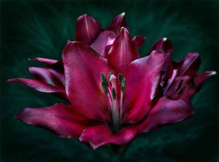 , Юлия Чекмарева