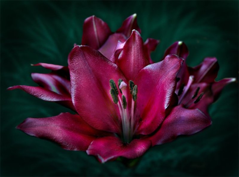 Лилии фото превью