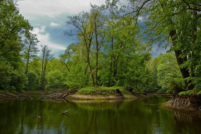 лес, озеро, весна Лесное озеро. фото превью