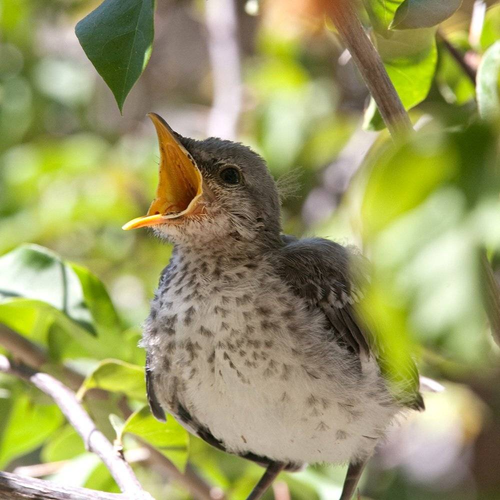 , Николай Шелепов