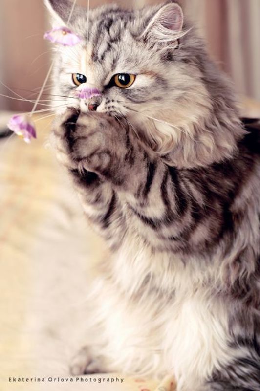 ...  фото превью