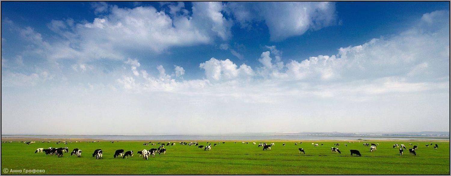 кузбасс, коровы, небо, пастораль, аня графова, Аня Графова