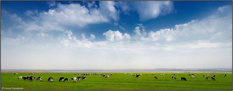 кузбасс, коровы, небо, пастораль, аня графова Пастораль фото превью