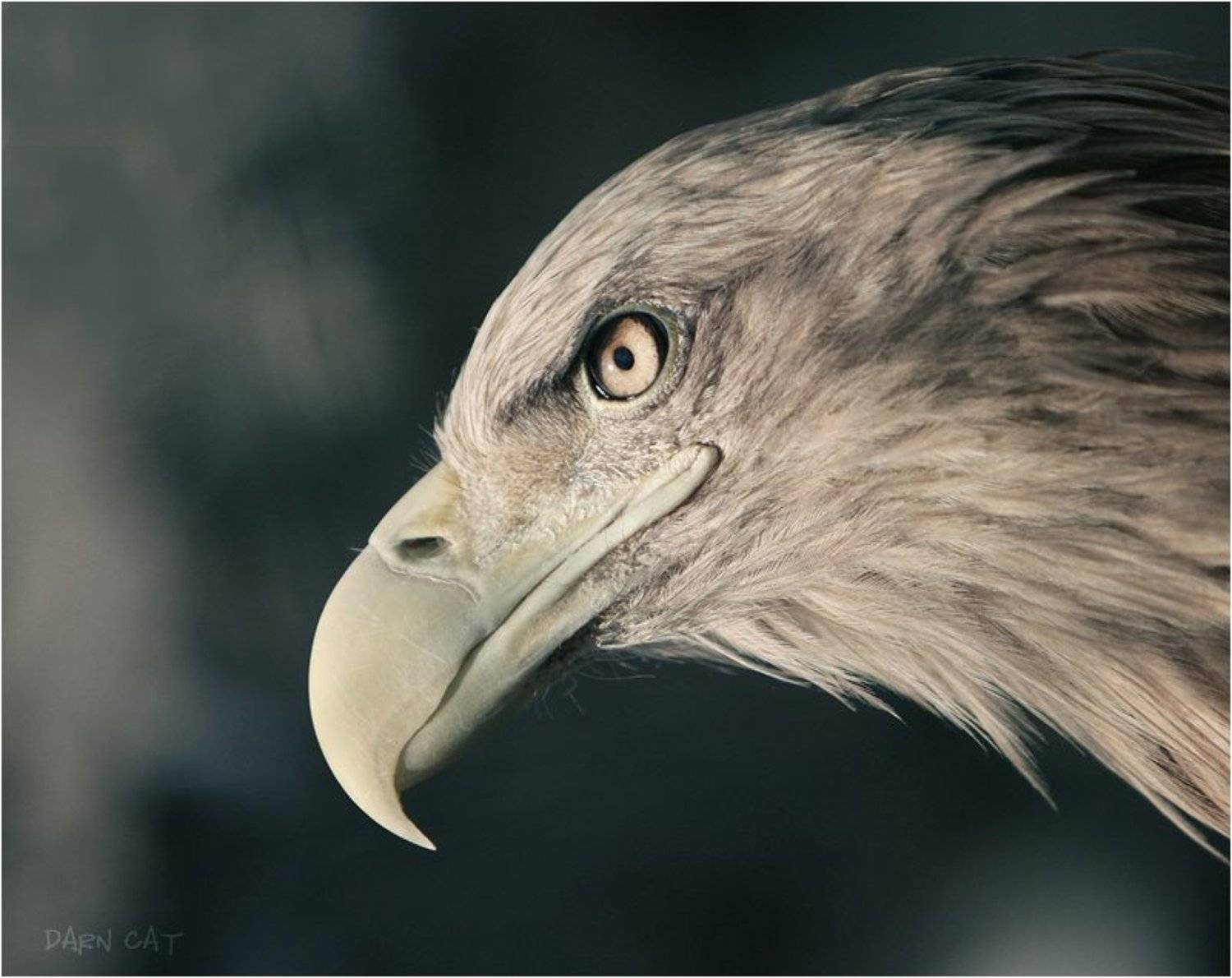 птица, профиль, зоопарк, Darn Cat