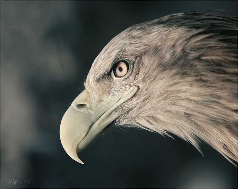 птица, профиль, зоопарк Профиль фото превью