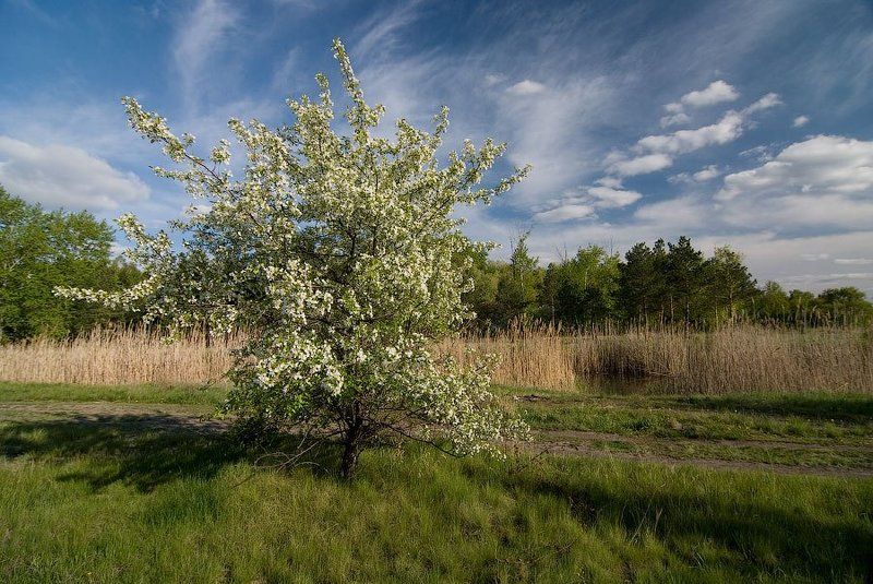 Сибирская весна фото превью