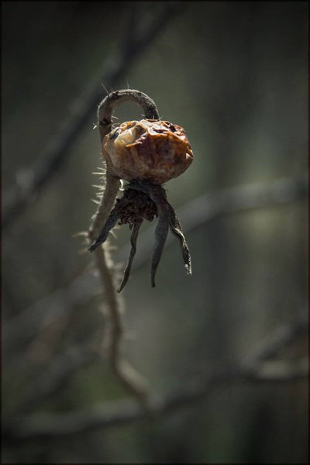 2009, май, шиповник, KIRILL KULIKOV(KARAKULEV)