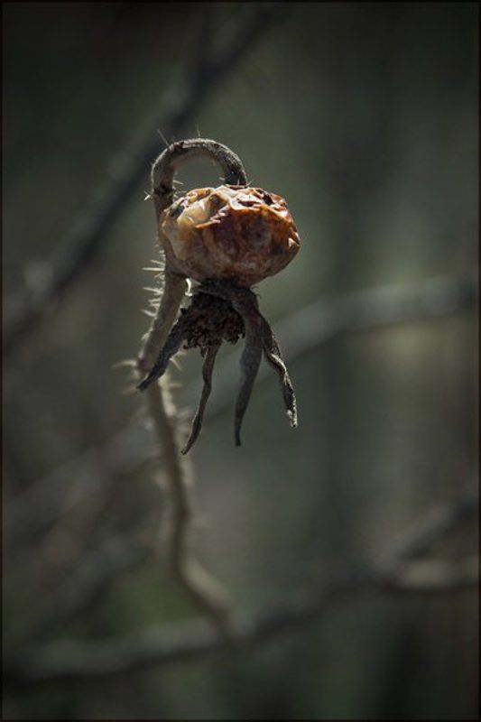 2009, май, шиповник Первомайский Шиповник фото превью