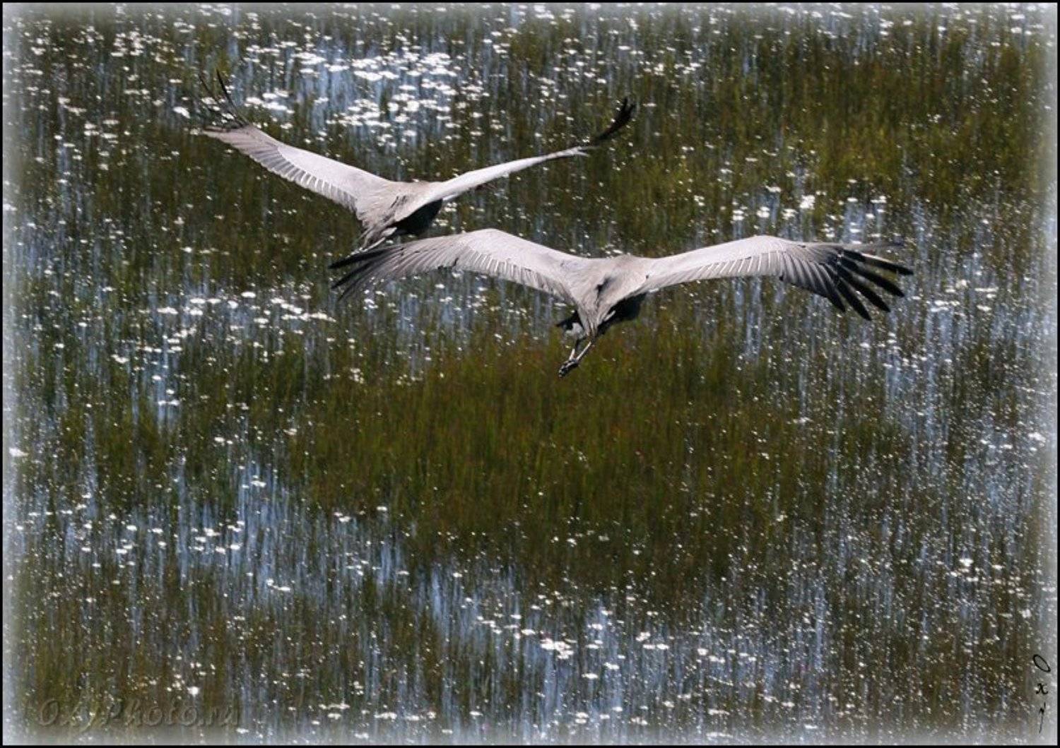 africa, botswana, okavango delta, африка, ботсвана, дельта окаванго, журавль серёжчатый, bugeranus carunculatus, wattled crane, Оксана Борц