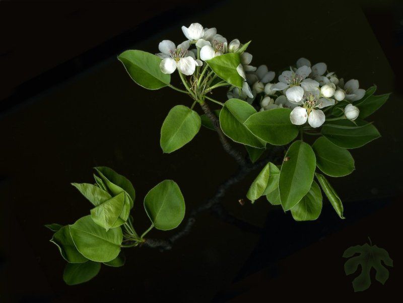 цветы, груша, сканограмма Груша фото превью