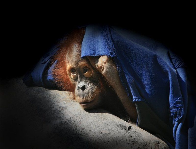 Тайнус агентус фото превью