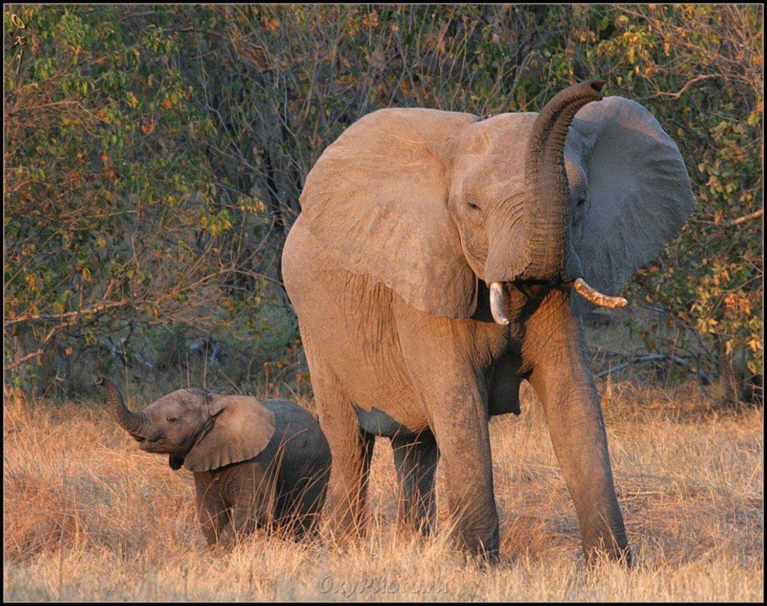 africa, botswana, okavango delta, африка, ботсвана, дельта окаванго, слон африканский, loxodonta africana, Оксана Борц
