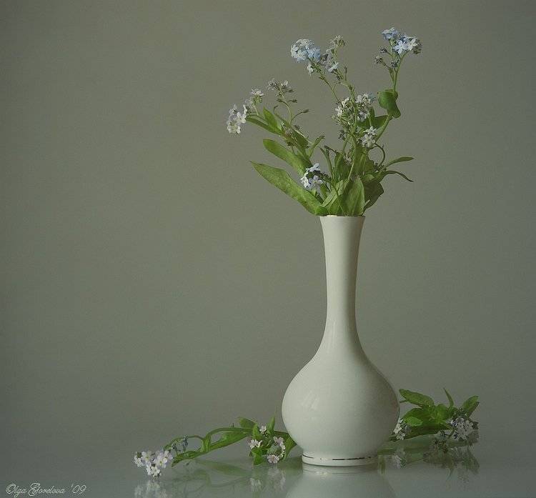 фото, натюрморт, незабудки, цветы, Ольга Горелова
