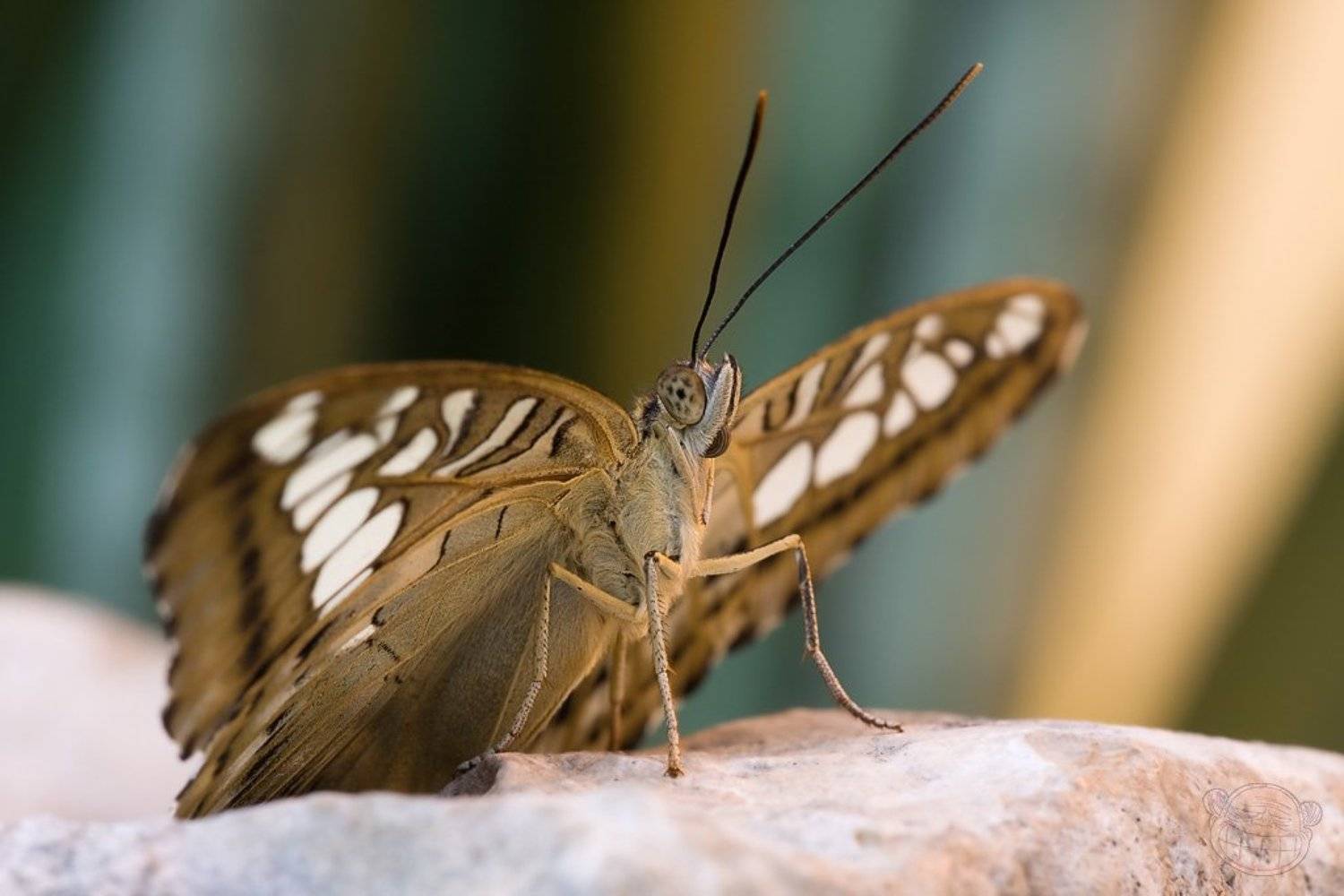 бабчока, макро, дом бабочек, Amazon-san