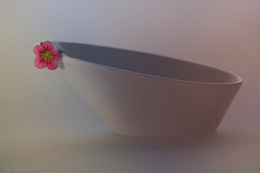 камнеломка, фото, цветы, натюрморт, Ольга Горелова