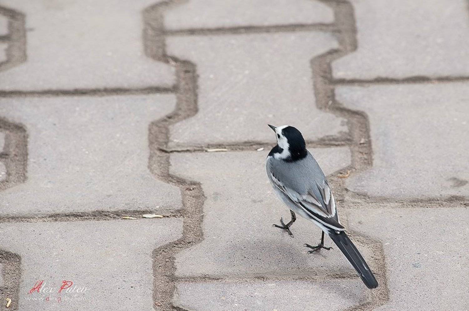 трясогузка,мостовая,прогулка,подмосковье, Александр Путев