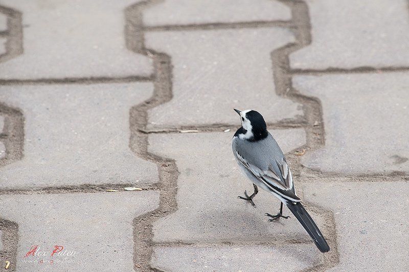 трясогузка,мостовая,прогулка,подмосковье я обиделась фото превью