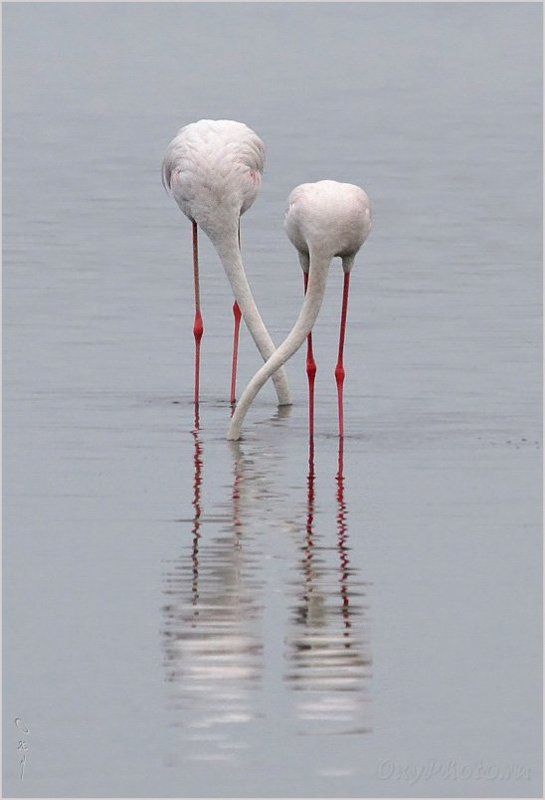 вэлвис бэй, намибия, африка, walvis bay, namibia, africa, фламинго розовый, phoenicopterus roseus Завтрак вдвоем... фото превью