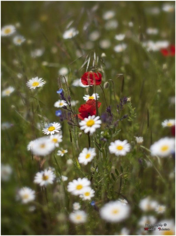 полевые цветы фото превью