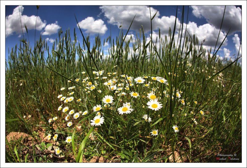 ромашки фото превью