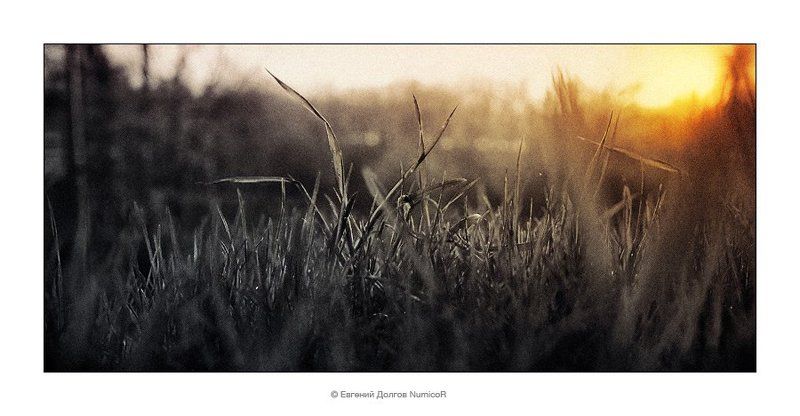 вечер, весна, солнце, трава, закат, ч/б, черно-белое, чб Закат фото превью