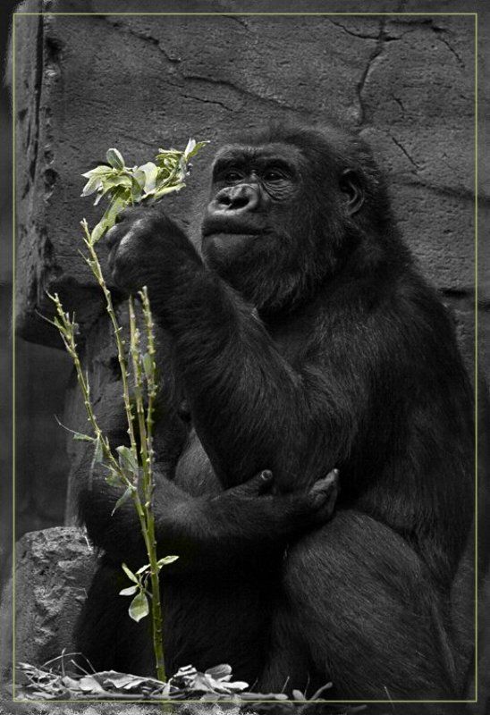 Любит... не любит... фото превью