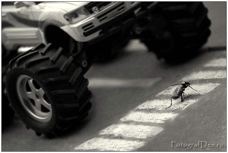 пешеход фото превью