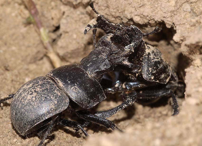 кравчик, головач, lethrus, apterus, Юрий Охлопков