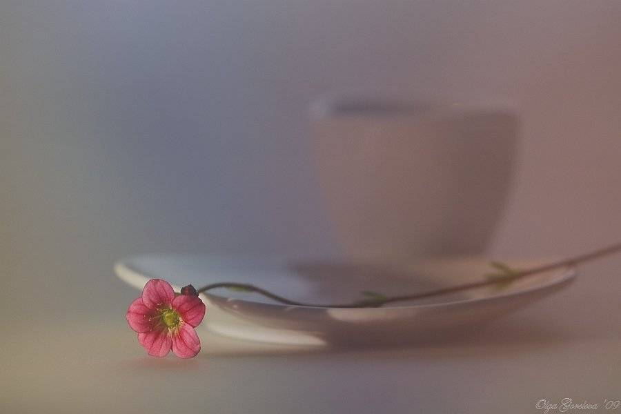 фото, камнеломка, цветы, натюрморт, Ольга Горелова