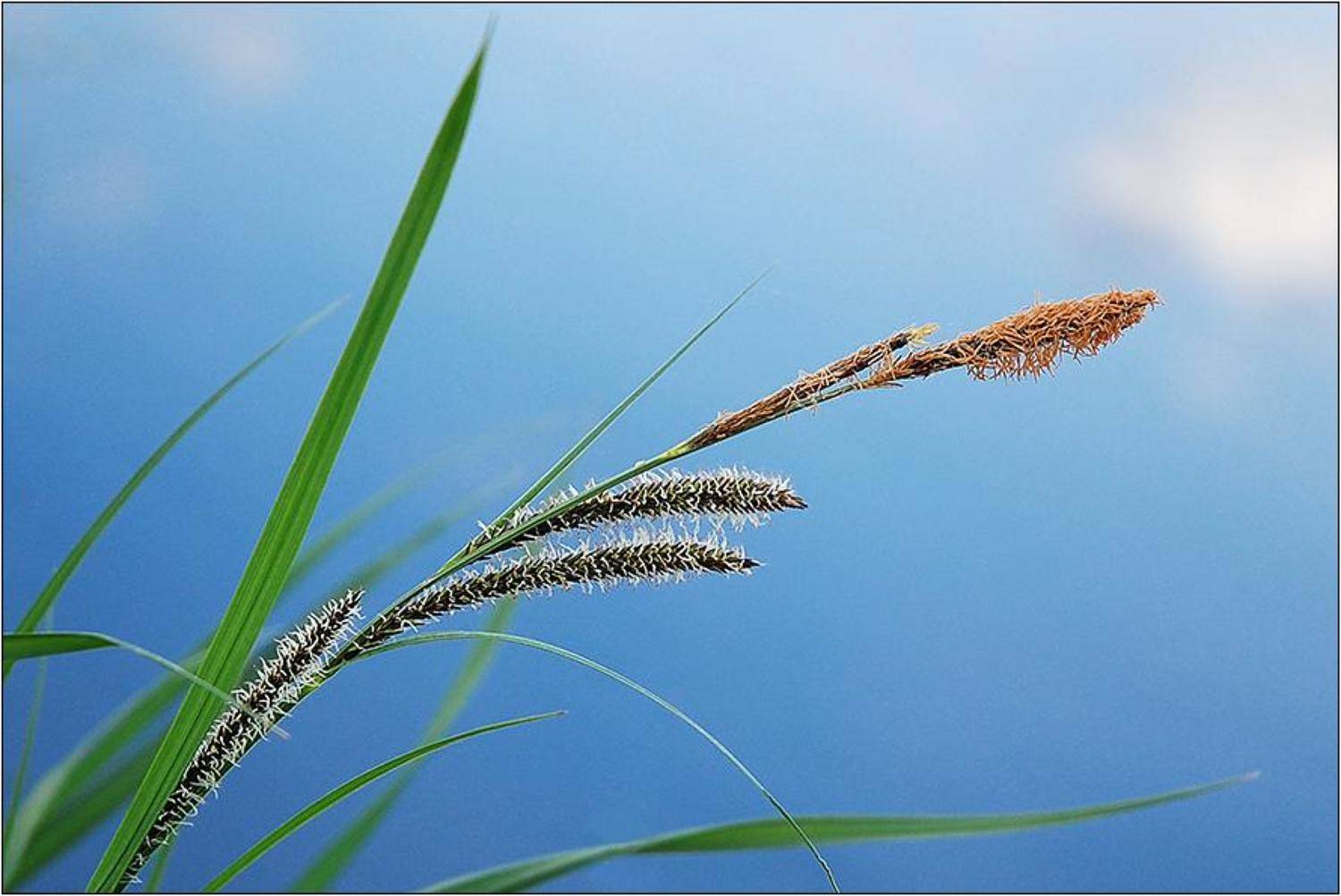 , Срибный Евгений