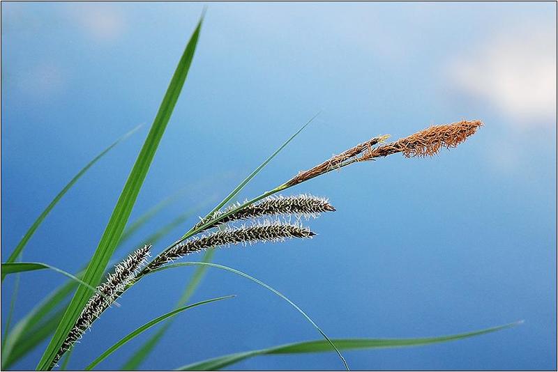 *** фото превью
