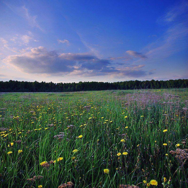 поле, одуванчики, tarbeev, Игорь Тарбеев