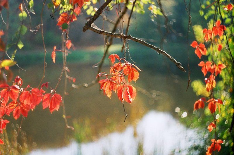 листья у реки фото превью