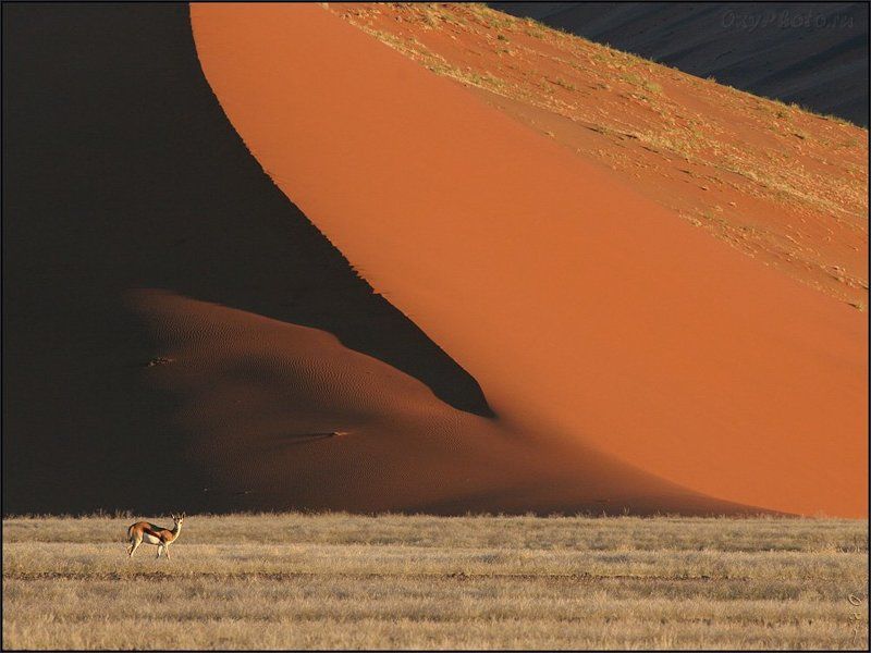 дюны, соссусвлеи, пустыня намиб, намибия, африка, dunes, sossusvlei, namib desert, namibia, спрингбок, antidorcas marsupialis Спрингбок и дюна... фото превью