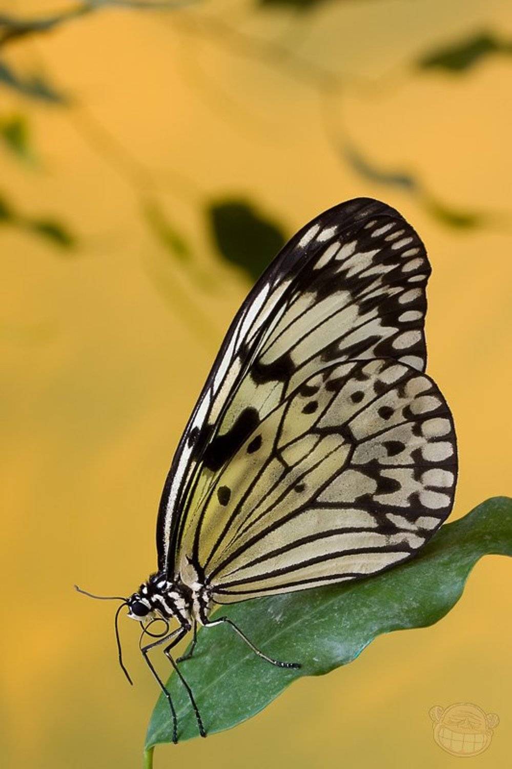 бабчока, макро, дом бабочек, Amazon-san