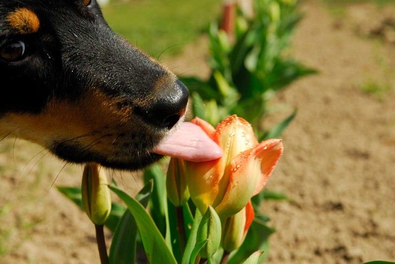...из жизни бабочек... фото превью