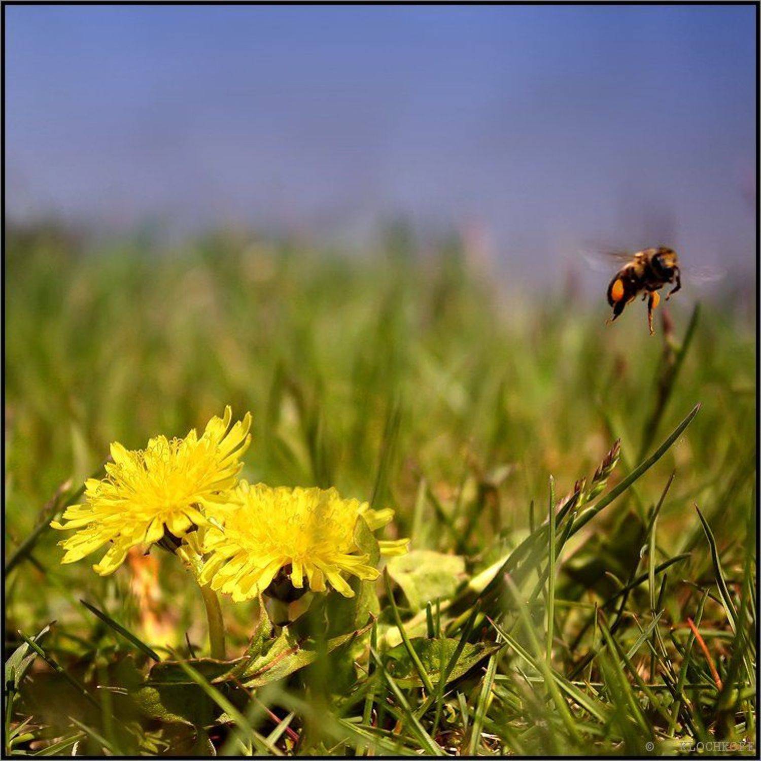 , Олег Клочков