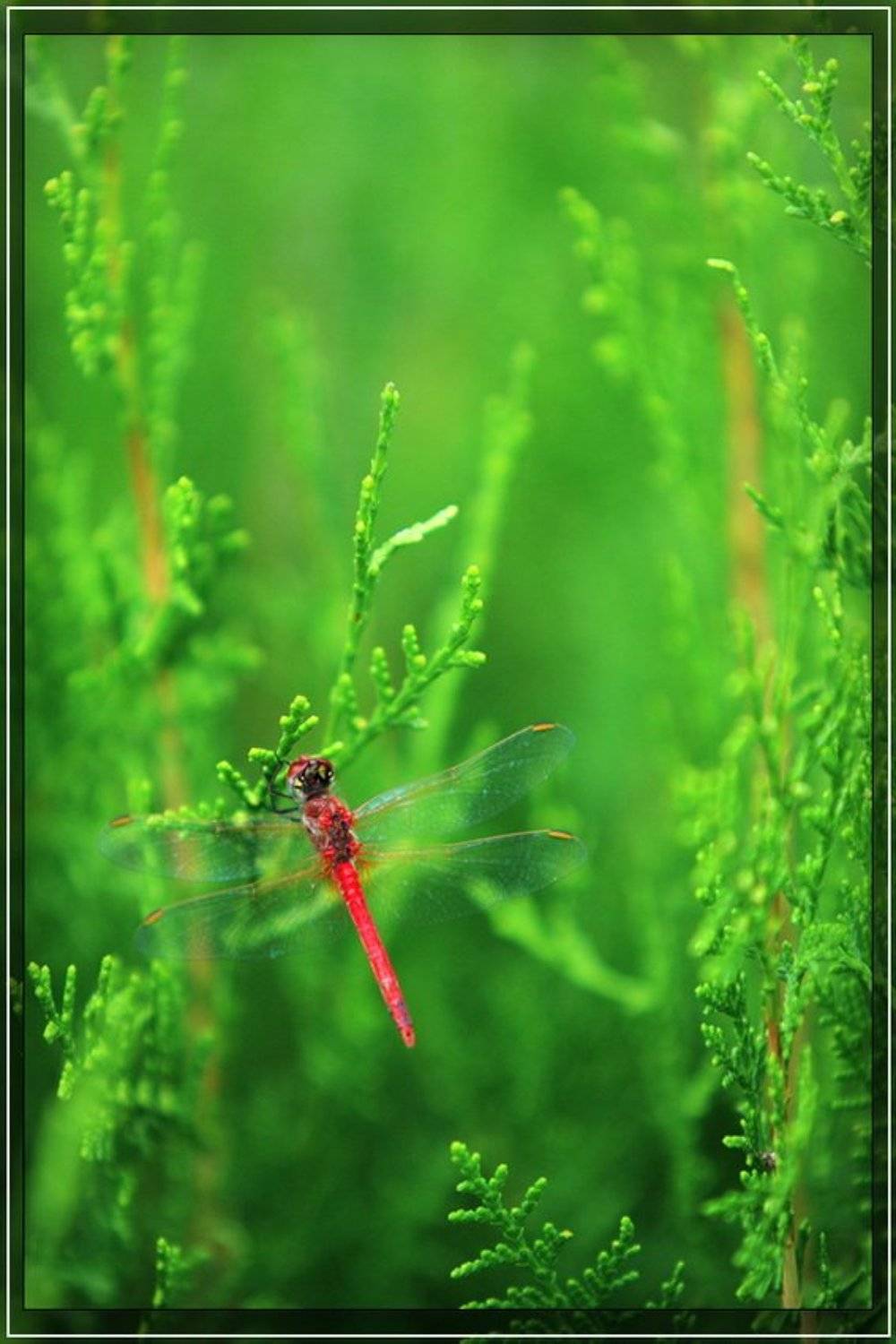 стрекоза, Владимир