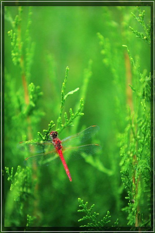 стрекоза Краски лета фото превью