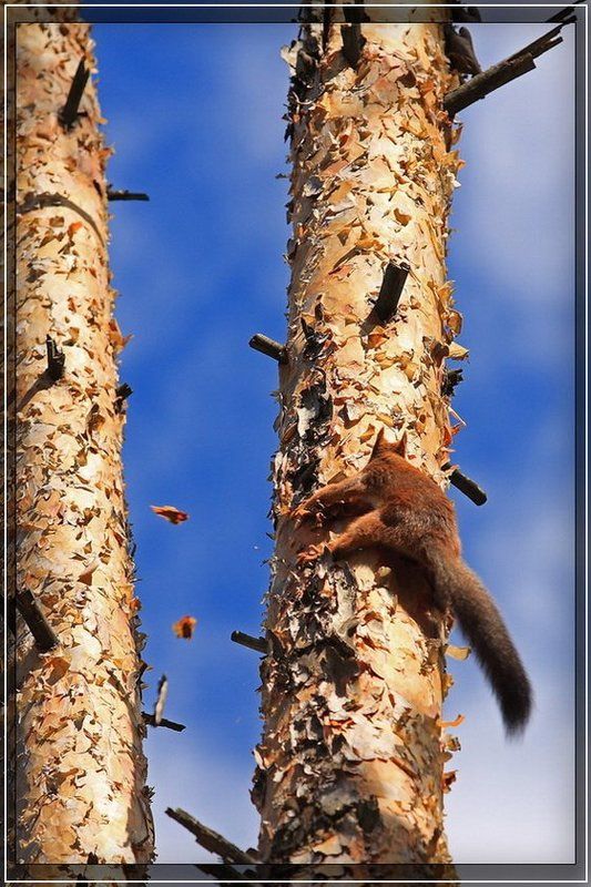 сосна, белка Скалолазка фото превью