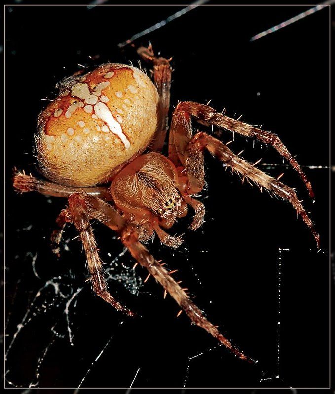 Крестоносец фото превью