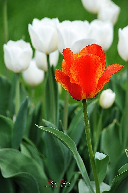 просто,для,души,тюльпаны И один в поле воин фото превью